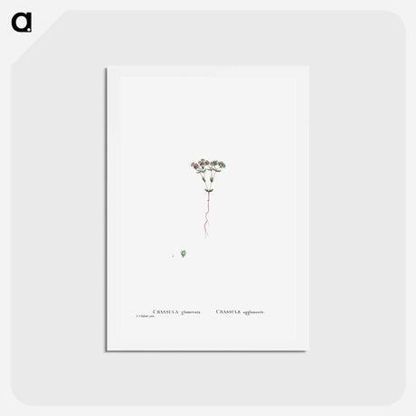 アートポストカード-Crassula Glomerata (Brakvygie) - ピエール ジョゼフ ルドゥーテ Postcard.