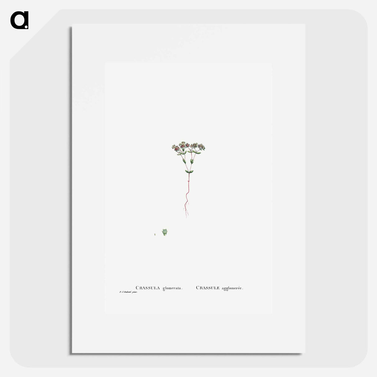 Crassula Glomerata (Brakvygie) - Pierre-Joseph Redouté Poster.