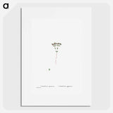 Crassula Glomerata (Brakvygie) - Pierre-Joseph Redouté Poster.