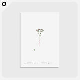 アートポストカード-Crassula Glomerata (Brakvygie) - ピエール ジョゼフ ルドゥーテ Postcard.