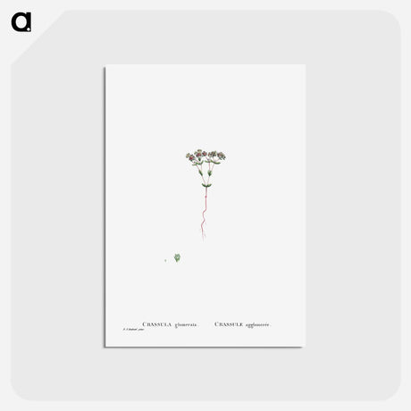 アートポストカード-Crassula Glomerata (Brakvygie) - ピエール ジョゼフ ルドゥーテ Postcard.