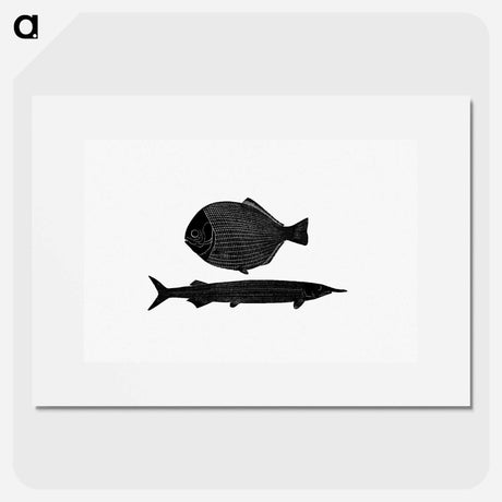 アートポスター-Fish from Manual Of Geology
 - 大英図書館 Poster.