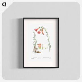 アートポスター-Cotyledon Tuberculosa - ピエール ジョゼフ ルドゥーテ Poster.