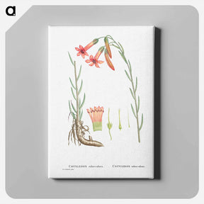 アートパネル-Cotyledon Tuberculosa - ピエール ジョゼフ ルドゥーテ Canvas.
