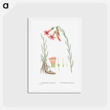 アートポストカード-Cotyledon Tuberculosa - ピエール ジョゼフ ルドゥーテ Postcard.