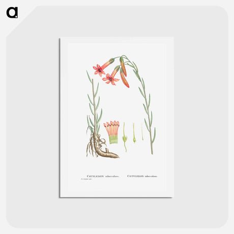 アートポストカード-Cotyledon Tuberculosa - ピエール ジョゼフ ルドゥーテ Postcard.