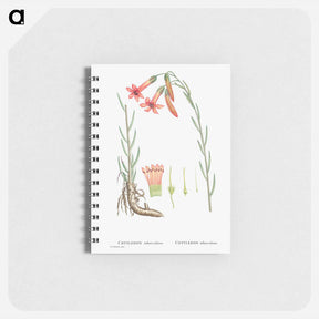 アートメモ帳-Cotyledon Tuberculosa - ピエール ジョゼフ ルドゥーテ Memo.