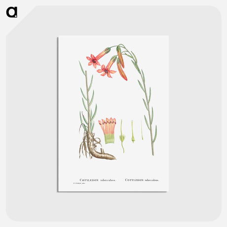 アートポストカード-Cotyledon Tuberculosa - ピエール ジョゼフ ルドゥーテ Postcard.