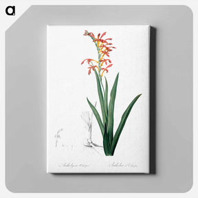 アートパネル-Antholyza aethiopica - ピエール ジョゼフ ルドゥーテ Canvas.