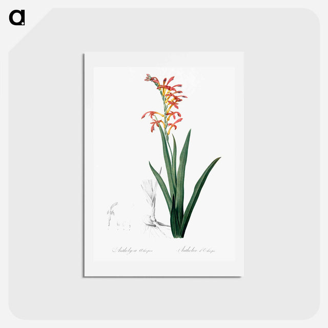 アートポストカード-Antholyza aethiopica - ピエール ジョゼフ ルドゥーテ Postcard.
