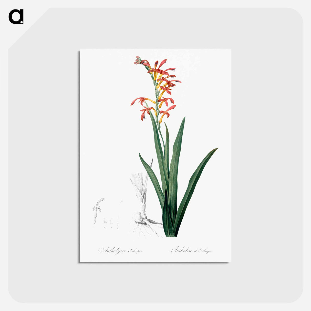 アートポストカード-Antholyza aethiopica - ピエール ジョゼフ ルドゥーテ Postcard.