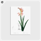 アートポストカード-Antholyza aethiopica - ピエール ジョゼフ ルドゥーテ Postcard.