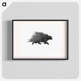 アートポスター-Hedgehog from Portuguese Expedition to Muatianvua Ethnographia and Traditional History of the People of Lunda
 - 大英図書館 Poster.