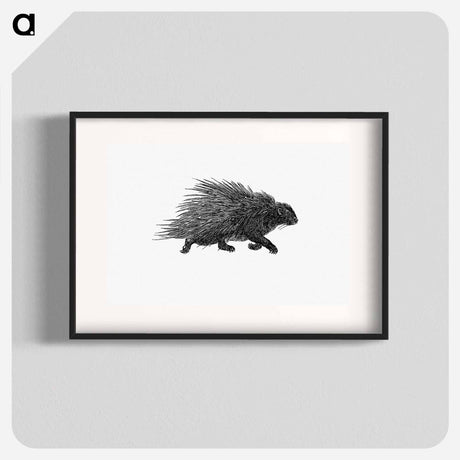 アートポスター-Hedgehog from Portuguese Expedition to Muatianvua Ethnographia and Traditional History of the People of Lunda
 - 大英図書館 Poster.