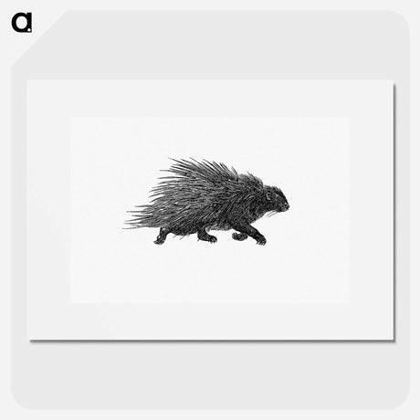 アートポスター-Hedgehog from Portuguese Expedition to Muatianvua Ethnographia and Traditional History of the People of Lunda
 - 大英図書館 Poster.