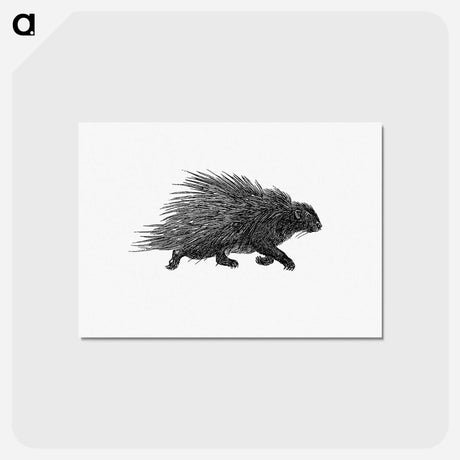 アートポストカード-Hedgehog from Portuguese Expedition to Muatianvua Ethnographia and Traditional History of the People of Lunda
 - 大英図書館 Postcard.