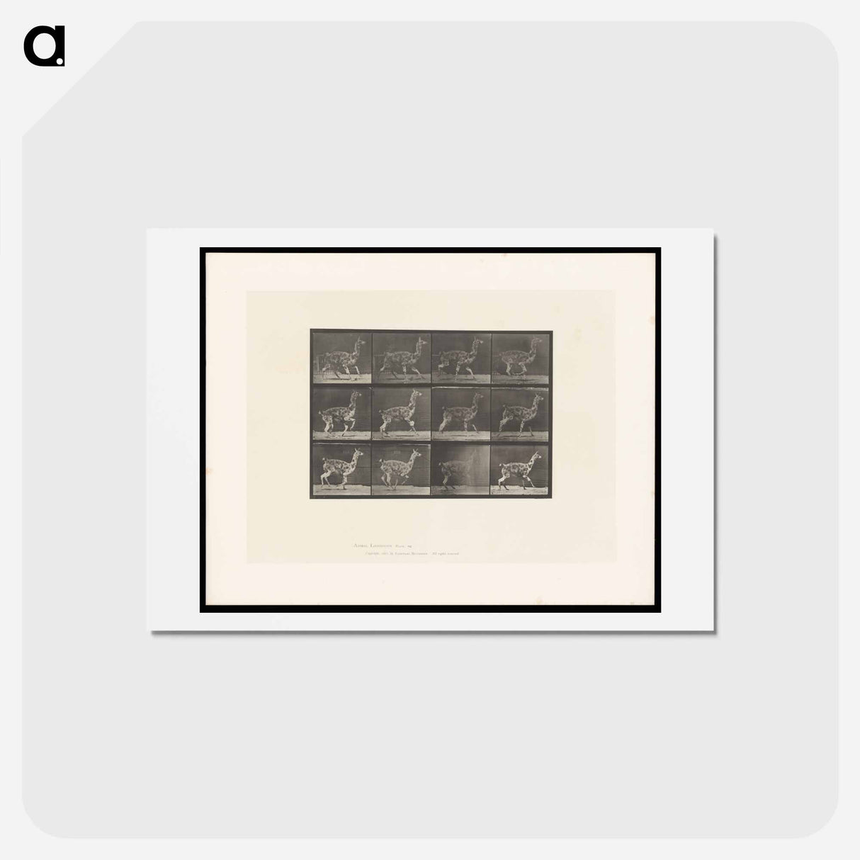アートポストカード-Llama Walking
 - エドワード マイブリッジ Postcard.