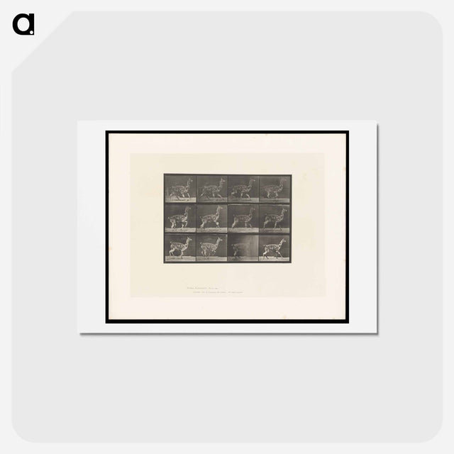 アートポストカード-Llama Walking
 - エドワード マイブリッジ Postcard.