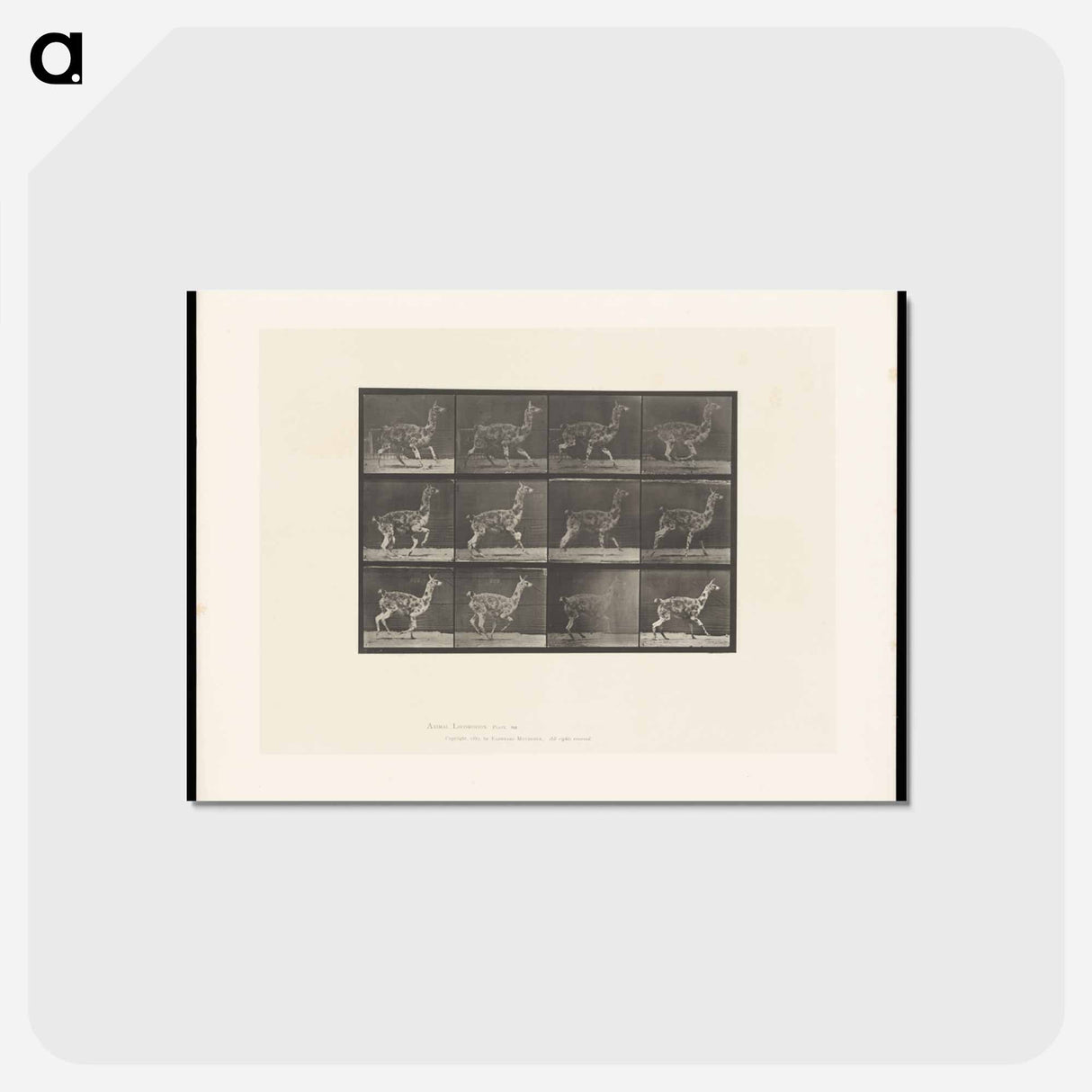 アートポストカード-Llama Walking
 - エドワード マイブリッジ Postcard.