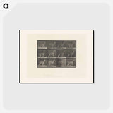 アートポストカード-Llama Walking
 - エドワード マイブリッジ Postcard.