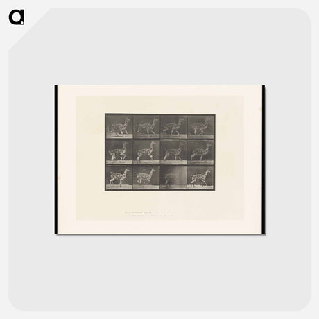 アートポストカード-Llama Walking
 - エドワード マイブリッジ Postcard.
