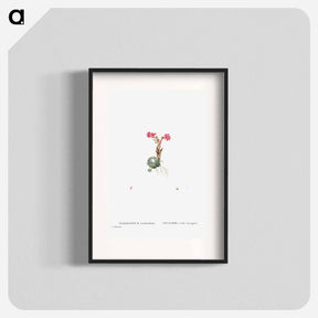 アートポスター-Sempervivum Arachnoideum (Cobweb Houseleek) - ピエール ジョゼフ ルドゥーテ Poster.