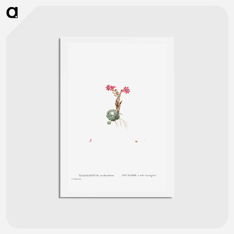 アートポストカード-Sempervivum Arachnoideum (Cobweb Houseleek) - ピエール ジョゼフ ルドゥーテ Postcard.
