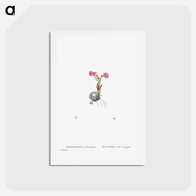 アートポストカード-Sempervivum Arachnoideum (Cobweb Houseleek) - ピエール ジョゼフ ルドゥーテ Postcard.