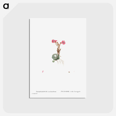 アートポストカード-Sempervivum Arachnoideum (Cobweb Houseleek) - ピエール ジョゼフ ルドゥーテ Postcard.