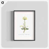 Kalanchoe Laciniata (Christmas Tree Plant) - Pierre Joseph Redouté Poster.