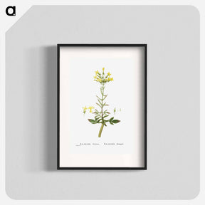 アートポスター-Kalanchoe Laciniata (Christmas Tree Plant) - ピエール ジョゼフ ルドゥーテ Poster.
