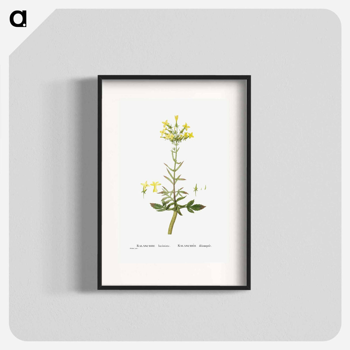 Kalanchoe Laciniata (Christmas Tree Plant) - ピエール ジョゼフ ルドゥーテ Poster.