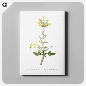 アートパネル-Kalanchoe Laciniata (Christmas Tree Plant) - ピエール ジョゼフ ルドゥーテ Canvas.