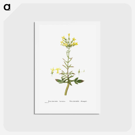 アートポストカード-Kalanchoe Laciniata (Christmas Tree Plant) - ピエール ジョゼフ ルドゥーテ Postcard.