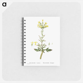 アートメモ帳-Kalanchoe Laciniata (Christmas Tree Plant) - ピエール ジョゼフ ルドゥーテ Memo.