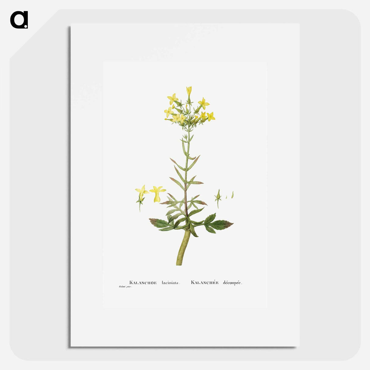 Kalanchoe Laciniata (Christmas Tree Plant) - ピエール ジョゼフ ルドゥーテ Poster.