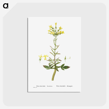 アートポストカード-Kalanchoe Laciniata (Christmas Tree Plant) - ピエール ジョゼフ ルドゥーテ Postcard.