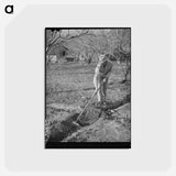 アートポストカード-New Beginnings: An Oklahoma Farmer in California
 - ラッセル リー Postcard.