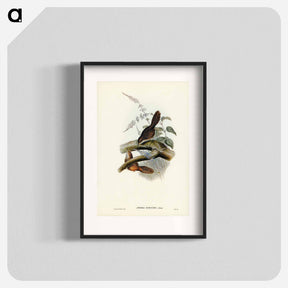 アートポスター-Rufescent Scrub-Bird
 - ジョン グールド Poster.