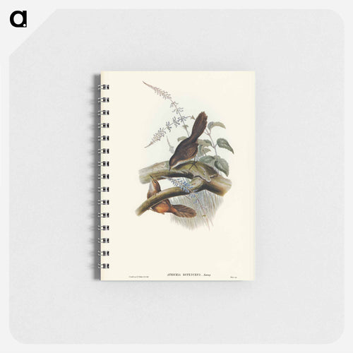 Rufescent Scrub-Bird
 - John Gould Memo.