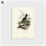 アートポストカード-Rufescent Scrub-Bird
 - ジョン グールド Postcard.