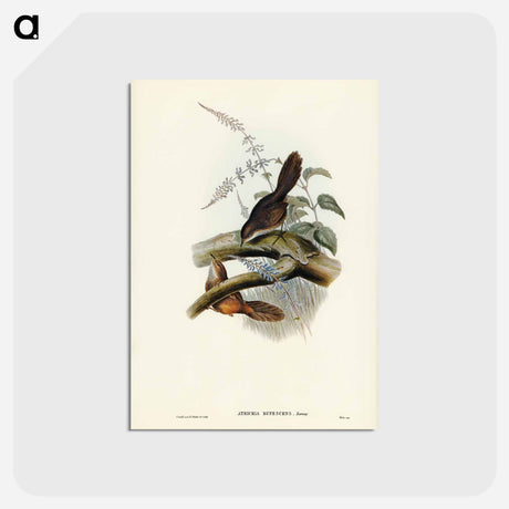 アートポストカード-Rufescent Scrub-Bird
 - ジョン グールド Postcard.
