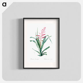 アートポスター-Pitcairnia bromeliaefolia - ピエール ジョゼフ ルドゥーテ Poster.