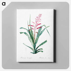 アートパネル-Pitcairnia bromeliaefolia - ピエール ジョゼフ ルドゥーテ Canvas.