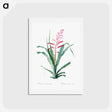 アートポストカード-Pitcairnia bromeliaefolia - ピエール ジョゼフ ルドゥーテ Postcard.