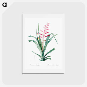 アートポストカード-Pitcairnia bromeliaefolia - ピエール ジョゼフ ルドゥーテ Postcard.