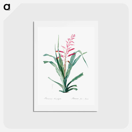 アートポストカード-Pitcairnia bromeliaefolia - ピエール ジョゼフ ルドゥーテ Postcard.