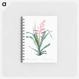 Pitcairnia bromeliaefolia - ピエール ジョゼフ ルドゥーテ Memo.