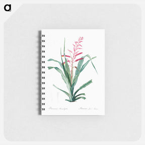アートメモ帳-Pitcairnia bromeliaefolia - ピエール ジョゼフ ルドゥーテ Memo.