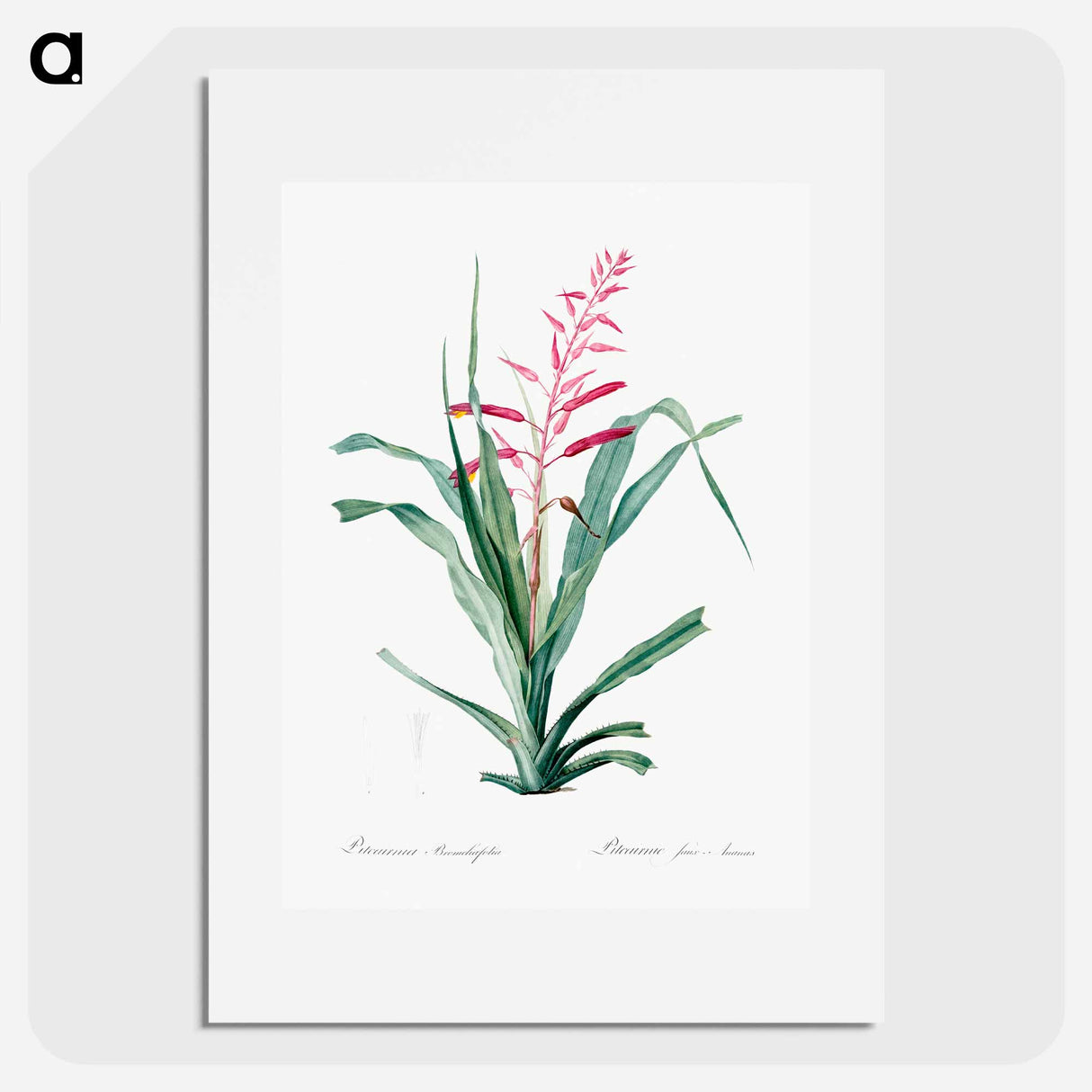 Pitcairnia bromeliaefolia - ピエール ジョゼフ ルドゥーテ Poster.